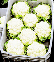 Blumenkohl-Samen Sorte: Erfurter Zwerg