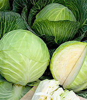 Wei�kohl (Samen) Sorte: Kilaxy F1