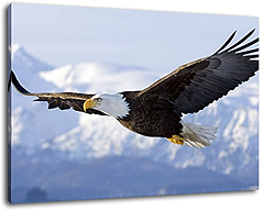 Adler fliegt ber die Berge Tolles Leinwandbild