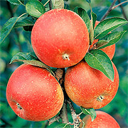 Apfelsorte Cox Orange auch fr Apfel-Allergiker gut vertrglich