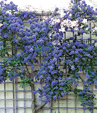 Blaue Sckelblume (Pflanzen) - Sorte: Trewithen Blue