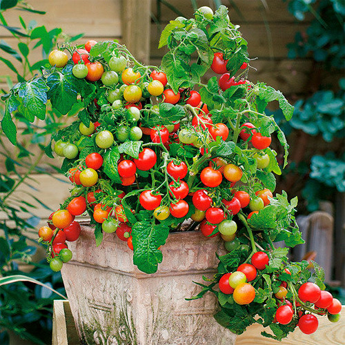 Cocktail-Tomaten-Samen (Mini-Busch-Tomaten) - Sorte: Lizzano F1