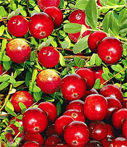 Gesundheits-Beere Cranberry