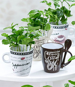 Kaffee-Pflanzen (Coffea Arabica)