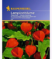 Lampionblume (Samen)  Physalis alkekengi Gigantea von Kiepenkerl