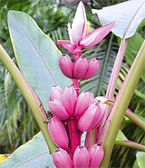 Rosa Zwerg-Banane als Pflanze