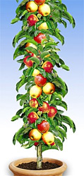 Sulen-Apfel Braeburn