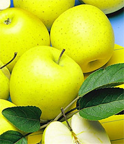Sulen-Apfel (Pflanze) Sorte: Golden Delicious