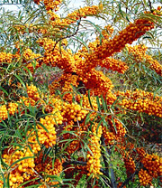 Sanddorn-Pflanzen Sorte: Orange Energy