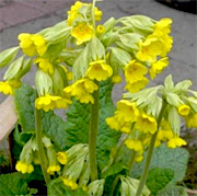 Schlüsselblumen (Pflanzen) Primula veris