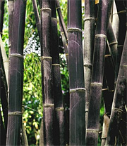 Schwarzer Bambus Black Bamboo (Pflanzen)