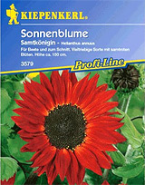 Sonnenblumen-Saatgut Sorte: Samtknigin