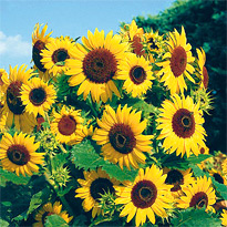 Sonnenblumen-Samen Sorte: Waooh