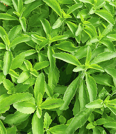 Stevia-Pflanzen (Stevia rebaudiana)