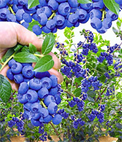 Trauben-Heidelbeere (Pflanzen) - Sorte Reka Blue