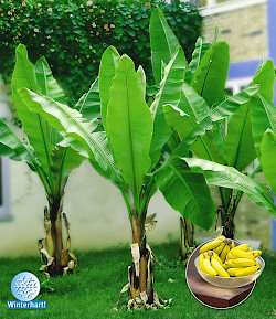 Winterharte Banane (Pflanzen)