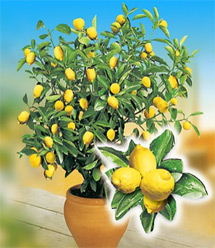 Zitronenbaum (Pflanze) Citrus limon