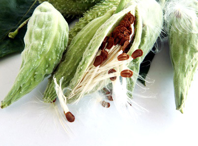 Die papageienartigen Frchte der Syrischen Seidenpflanze (Asclepias syriaca)
