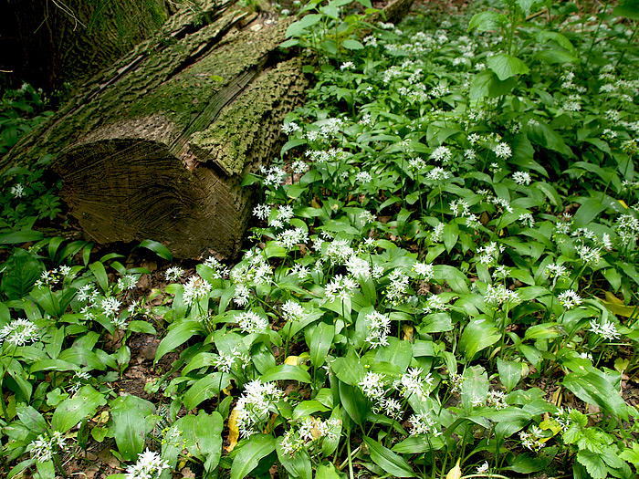 Brlauch-Kolonie im Wald