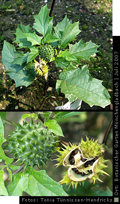 Stechapfel - botanisch: Datura stramonium
