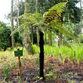 Tasmanischer Baumfarn