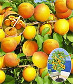 Aprikosen-Pflanze Compacta Super Compact®