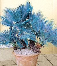 Blaue Zwergpalme - Pflanze