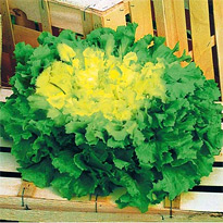 Endivien-Salat-Saatgut Sorte: Kalinka