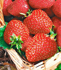 Immertragende Erdbeere (Pflanzen) Sorte: Seascape®