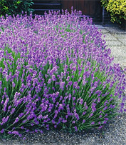 Lavendel-Pflanzen Lavandula angustifolia