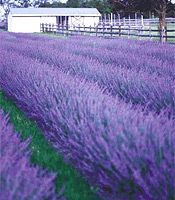 Lavendel-Samen Sorte: Phenomenal®