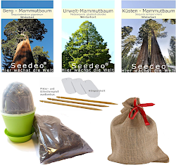Mammutbaum-Anzuchtset von Seedeo®