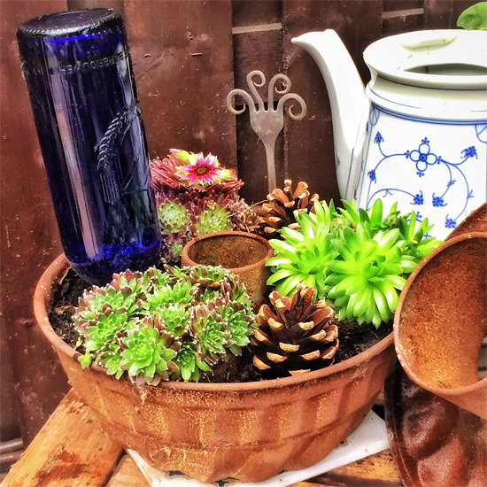 Hauswurz-Pflanzen in einer alten, rostigen Gugelhupfform auf meiner Terrasse