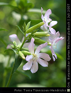 Seifenkraut - botanisch: Saponaria officinalis