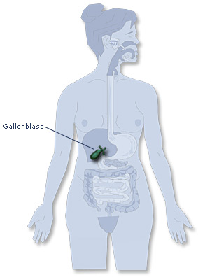 Die Lage der Gallenblase im menschlichen Körper